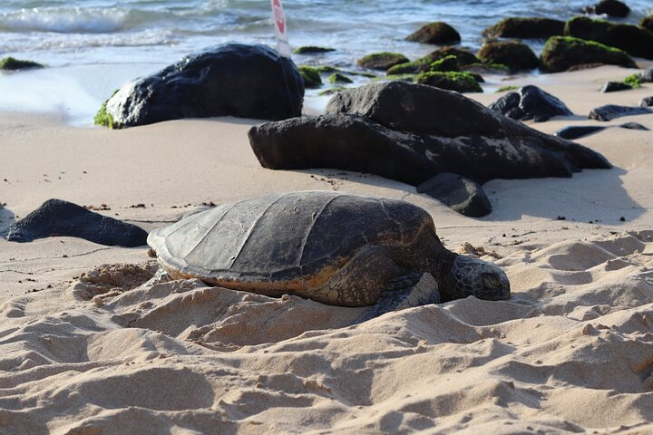 Circle Island Tour with Snorkeling & Turtles - Photo 1 of 25